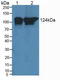 DNA Polymerase Delta 1, Catalytic Subunit antibody, LS-C374630, Lifespan Biosciences, Western Blot image 