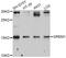 Gremlin 1, DAN Family BMP Antagonist antibody, abx125905, Abbexa, Western Blot image 
