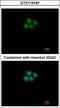 Cleavage And Polyadenylation Specific Factor 3 antibody, GTX116187, GeneTex, Immunofluorescence image 