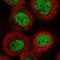Acylphosphatase 2 antibody, NBP1-86308, Novus Biologicals, Immunofluorescence image 