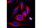 Tubulin Alpha 1b antibody, 5059S, Cell Signaling Technology, Immunofluorescence image 