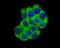 ATP-binding cassette sub-family F member 1 antibody, A05358-1, Boster Biological Technology, Immunocytochemistry image 