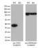Twinfilin Actin Binding Protein 1 antibody, LS-C794635, Lifespan Biosciences, Western Blot image 