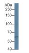 Protein Kinase D3 antibody, LS-C374648, Lifespan Biosciences, Western Blot image 