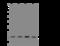 Phosphatidylinositol Glycan Anchor Biosynthesis Class P antibody, 204171-T36, Sino Biological, Western Blot image 