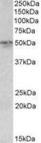 Synaptotagmin 2 antibody, MBS422586, MyBioSource, Western Blot image 