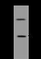 Cleavage Stimulation Factor Subunit 3 antibody, 201679-T34, Sino Biological, Western Blot image 