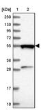 GTP Binding Protein 3, Mitochondrial antibody, PA5-59895, Invitrogen Antibodies, Western Blot image 