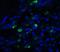 Trefoil Factor 3 antibody, A01738, Boster Biological Technology, Immunofluorescence image 