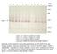 Solute Carrier Family 2 Member 1 antibody, GLUT1-101AP, FabGennix, Western Blot image 