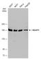IQ Motif Containing GTPase Activating Protein 1 antibody, GTX133750, GeneTex, Western Blot image 