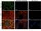 Sprouty RTK Signaling Antagonist 2 antibody, A02089-1, Boster Biological Technology, Immunohistochemistry paraffin image 