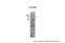 Cytochrome P450 Family 11 Subfamily B Member 1 antibody, PA5-45063, Invitrogen Antibodies, Western Blot image 