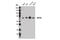 Integrator Complex Subunit 9 antibody, 13945S, Cell Signaling Technology, Western Blot image 