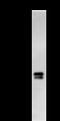 Paired Box 8 antibody, LS-C342350, Lifespan Biosciences, Immunoprecipitation image 