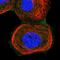 ADP Ribosylation Factor Like GTPase 4C antibody, NBP1-88988, Novus Biologicals, Immunofluorescence image 