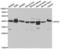Uroporphyrinogen Decarboxylase antibody, LS-C334092, Lifespan Biosciences, Western Blot image 