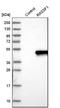 Ras Association Domain Family Member 1 antibody, NBP1-89411, Novus Biologicals, Western Blot image 