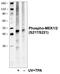 Mitogen-Activated Protein Kinase Kinase 1 antibody, MA5-28037, Invitrogen Antibodies, Western Blot image 