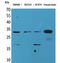 Fibroblast growth factor 18 antibody, STJ96546, St John