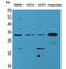 Fibroblast Growth Factor 18 antibody, STJ96546, St John