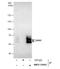 NGFI-A Binding Protein 2 antibody, NBP2-19462, Novus Biologicals, Western Blot image 