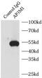 AP-3 complex subunit mu-1 antibody, FNab00466, FineTest, Immunoprecipitation image 