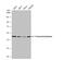 Fumarate Hydratase antibody, NBP1-31336, Novus Biologicals, Western Blot image 