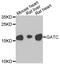 GatC-like protein antibody, PA5-76426, Invitrogen Antibodies, Western Blot image 