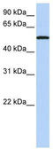 SIGLEC6 antibody, TA346279, Origene, Western Blot image 