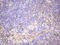 Colony Stimulating Factor 2 antibody, LS-C340428, Lifespan Biosciences, Immunohistochemistry paraffin image 