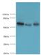 Guanylate Binding Protein 1 antibody, MBS1499104, MyBioSource, Western Blot image 