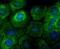 Prostaglandin E Synthase 3 antibody, A04136-3, Boster Biological Technology, Immunocytochemistry image 