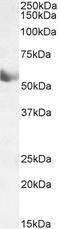 Cytochrome P450 Family 1 Subfamily A Member 1 antibody, LS-C154916, Lifespan Biosciences, Western Blot image 