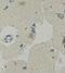 Protocadherin Beta 16 antibody, orb77891, Biorbyt, Immunohistochemistry paraffin image 