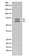 Lamin A/C antibody, M00438, Boster Biological Technology, Western Blot image 