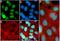 Eukaryotic Translation Initiation Factor 4E Binding Protein 1 antibody, 710323, Invitrogen Antibodies, Immunofluorescence image 