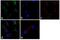 Apolipoprotein A5 antibody, MA1-46077, Invitrogen Antibodies, Immunofluorescence image 