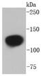NEDD4 Like E3 Ubiquitin Protein Ligase antibody, NBP2-67678, Novus Biologicals, Western Blot image 