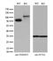 Fermitin Family Member 2 antibody, M03653, Boster Biological Technology, Western Blot image 