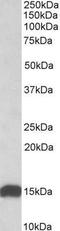 NADH:Ubiquinone Oxidoreductase Subunit S6 antibody, NBP1-49831, Novus Biologicals, Western Blot image 