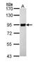 90 kDa ribosomal protein S6 kinase 1 antibody, PA5-29215, Invitrogen Antibodies, Western Blot image 