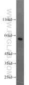 Nuclear Factor, Interleukin 3 Regulated antibody, 11773-1-AP, Proteintech Group, Western Blot image 