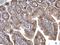 HRas Proto-Oncogene, GTPase antibody, GTX116041, GeneTex, Immunohistochemistry paraffin image 