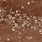 Acid Sensing Ion Channel Subunit 2 antibody, NBP2-14321, Novus Biologicals, Immunohistochemistry frozen image 