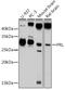 Prolactin antibody, GTX32813, GeneTex, Western Blot image 