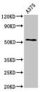 Carboxypeptidase E antibody, LS-C669849, Lifespan Biosciences, Western Blot image 