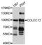 Collectin Subfamily Member 12 antibody, abx125699, Abbexa, Western Blot image 