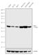 Serum/Glucocorticoid Regulated Kinase 1 antibody, 711183, Invitrogen Antibodies, Western Blot image 
