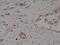 Membrane Metalloendopeptidase antibody, MA5-27893, Invitrogen Antibodies, Immunohistochemistry paraffin image 